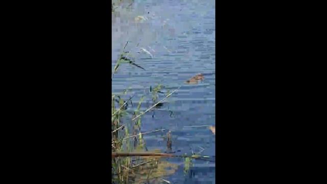 Поход/рыбалка в одну поплавковую удочку с берега. Залив р. Самара г. Терновка Днепропетровской обл.