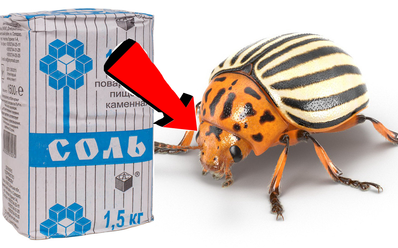 Как избавиться от колорадского жука на картошке навсегда За 3 Секунды!