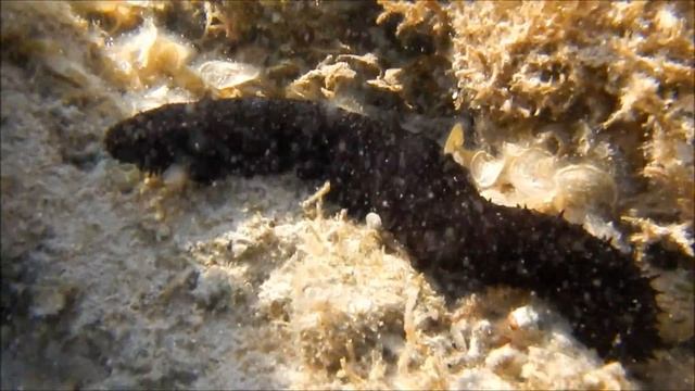 Голотурия, морской огурец, трепанг Красное море , fish in red sea Egypt