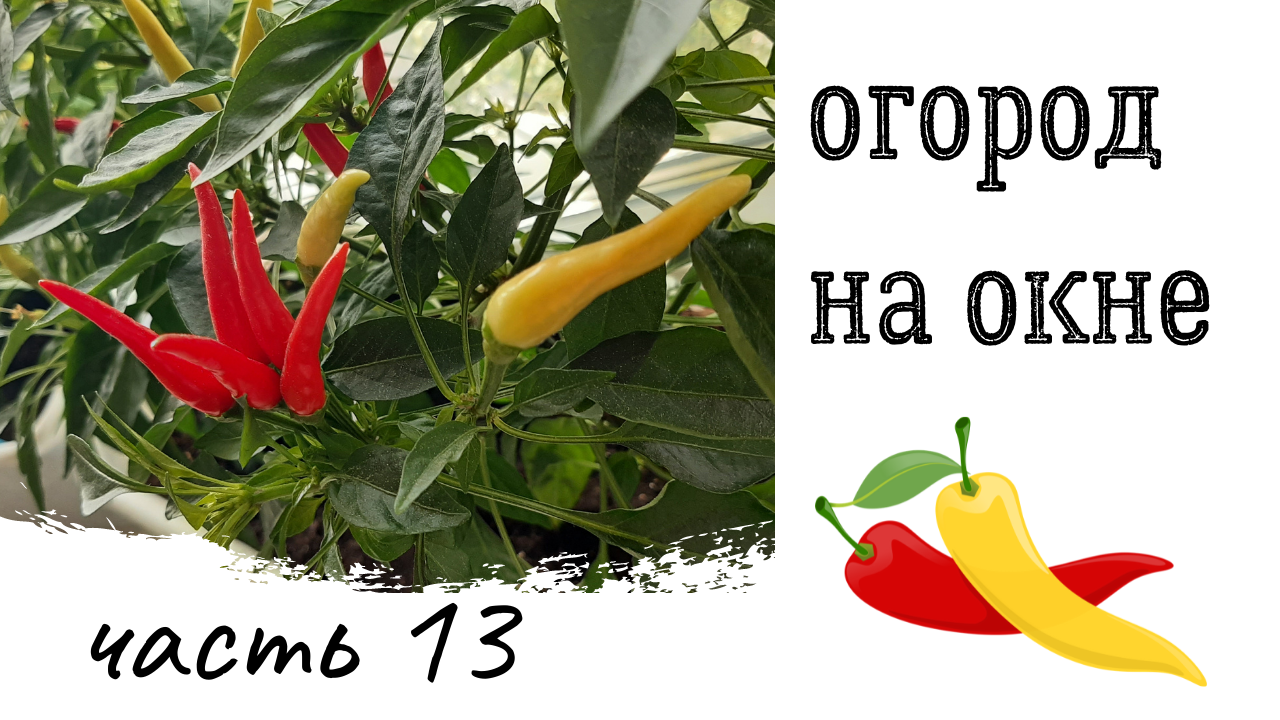 Огород на окне. Часть 13. Пробуем перец на вкус.