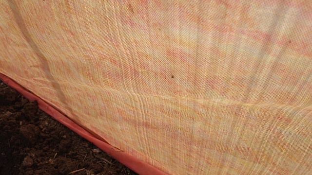 Перцы высадила в теплицу