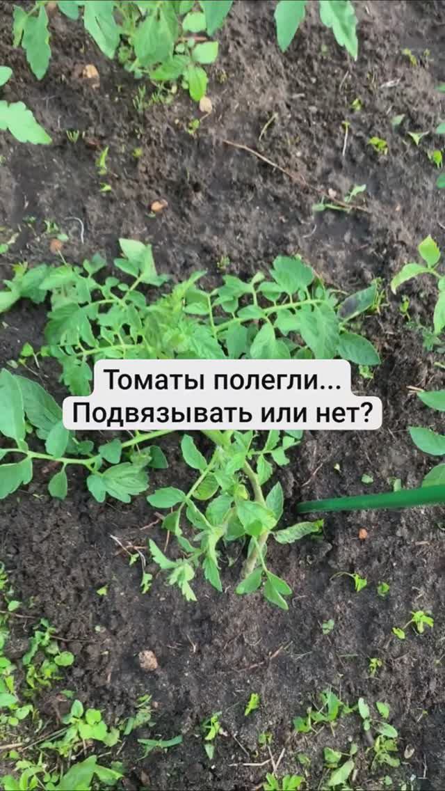 Томаты полегли... Подвязывать или нет?