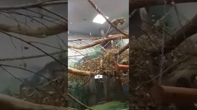 Веселые обезьянки.