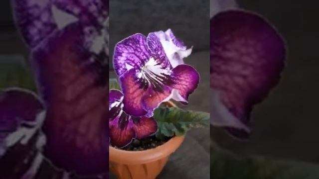 UA - МАВКА , стрептокарпус.