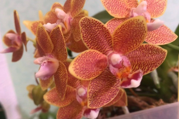 Танец с Мастером