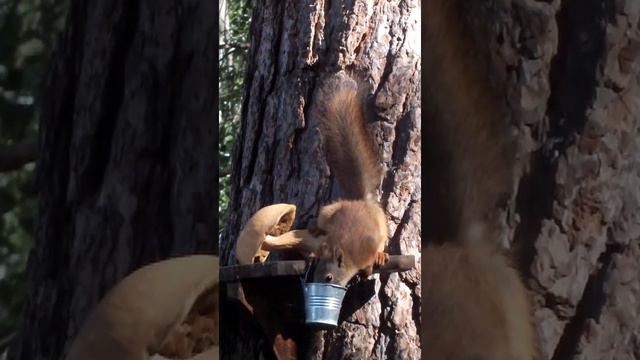 Белка на кормушке еще и пьет