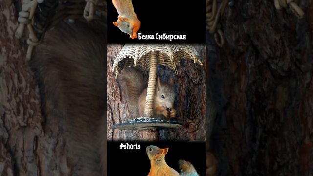 Бельчонок укрылся под зонтом