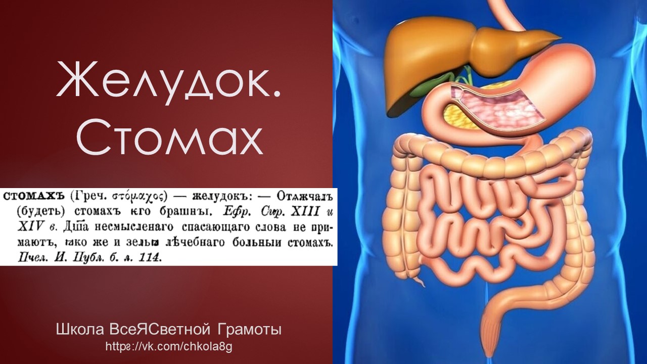 Желудок. ВсеЯСветная Грамота