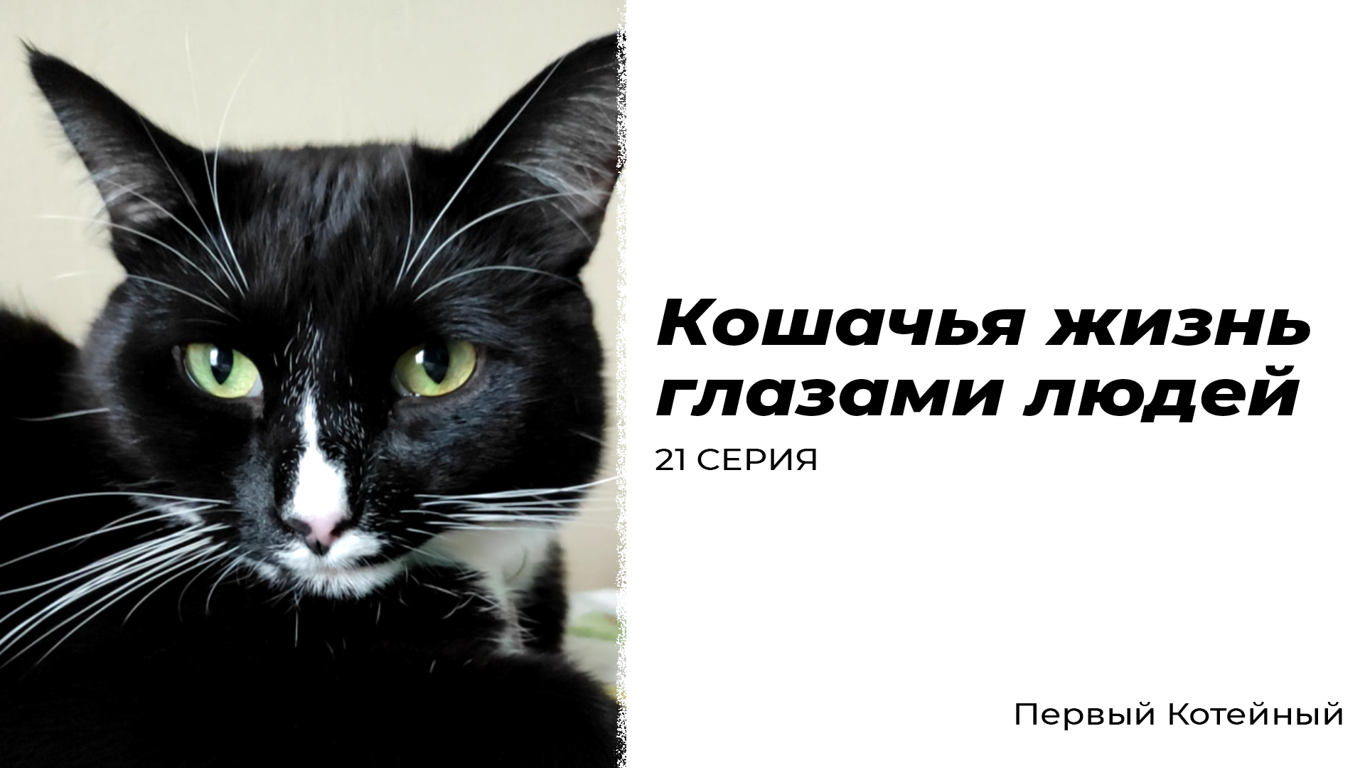 Кошачья жизнь глазами людей — 21 СЕРИЯ