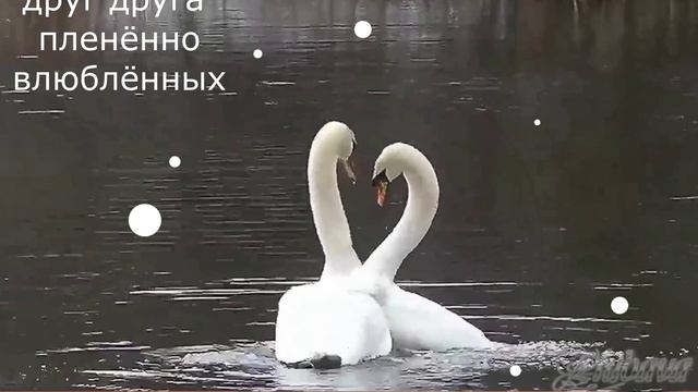 Лебединная верность.