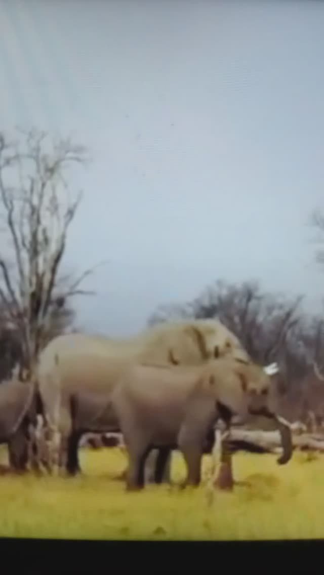 ОХОТА на СЛОНОВ#Shorts