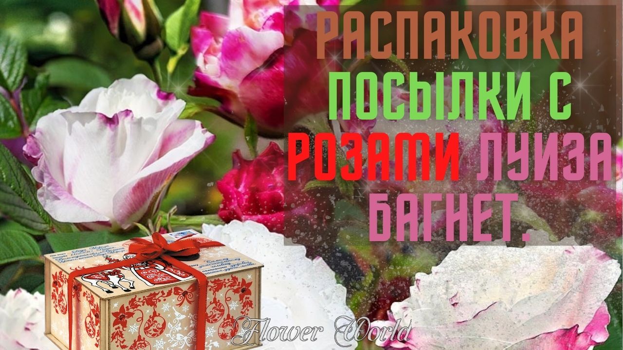 Распаковка посылки с розами Луиза Багнет.?
