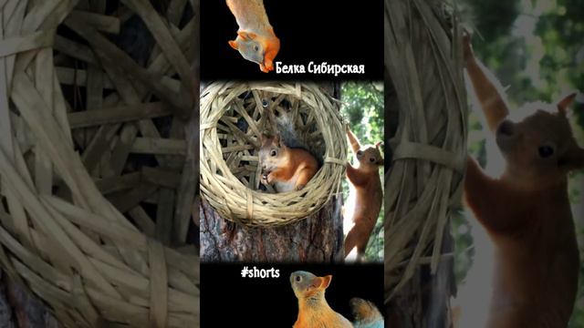 Рассерженная белка ждет, когда освободится лукошко