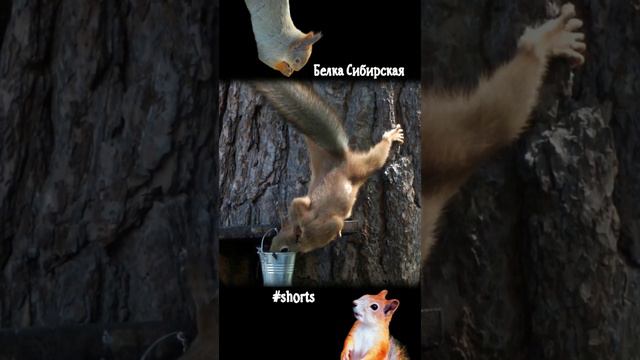 Белки самец и самка одинаково пьют воду