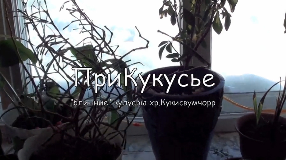 ПриКукусье, 1часть.