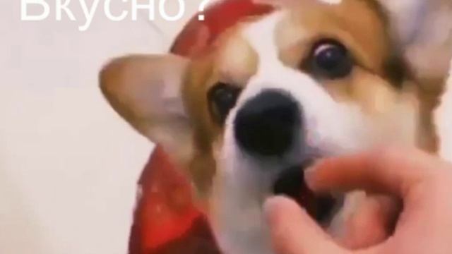 Сборник эти смешные собаки