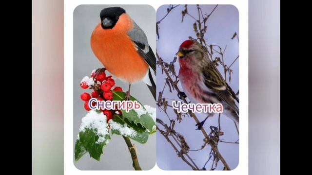 Консультация: Птицы.Зайцева Т. И.