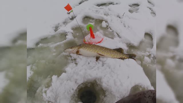 Если щука есть - значит она должна есть! (1)