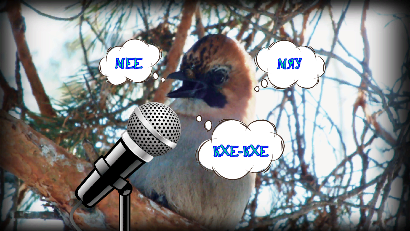 Дикая сибирская сойка имитирует кашель, мяуканье и др.\Wild Siberian jay imitates meowing, coughing