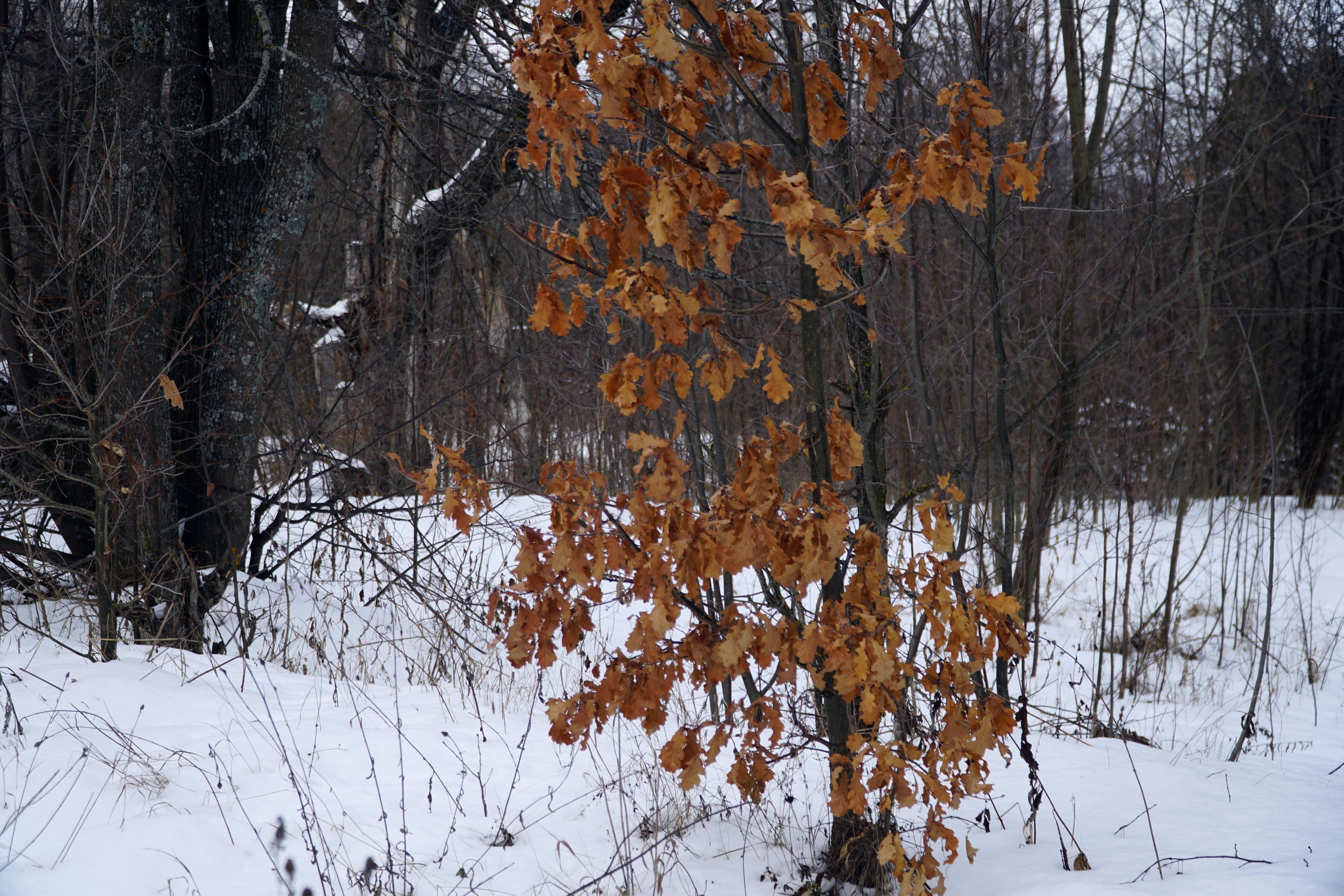 "ГДЕ-ТО В МАРИЙСКОЙ ГЛУШИ" (Фото Измаила Ефимова (Йошкар-Ола), музыка - Бердьен Стенберг (флейта))