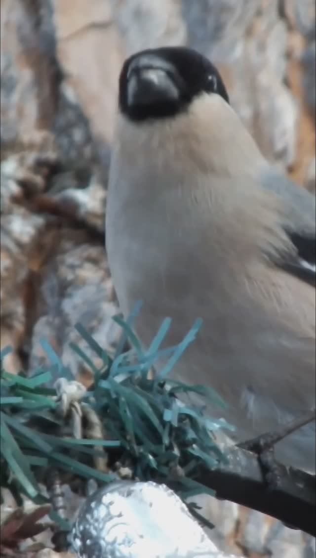 #shorts Самка снегиря