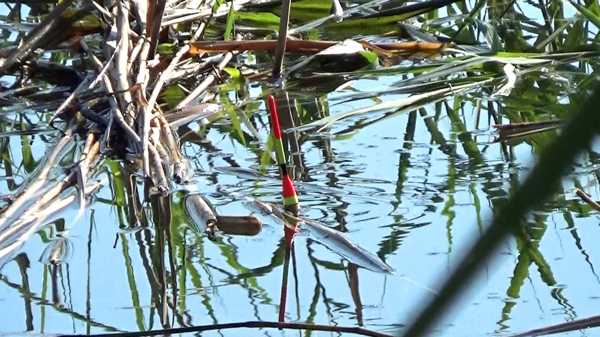 Новые секреты по ловле линя на удочку. Рыбалка в окнах тростника линя