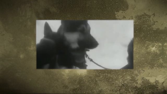 ДЕНЬ В ИСТОРИИ.  День фронтовой собаки.