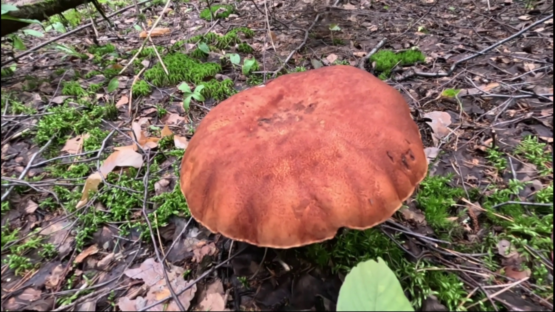 Грибы красноголовики. Зашел в лес, а там красноголовые подосиновики