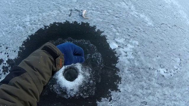 КОСИМ ОКУНЯ НА КРАСНОЯРСКОМ ВОДОХРАНИЛИЩЕ