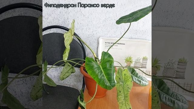 Вот это детка! Окрас всё лучше и лучше? #Филодендрон Параисо Верде? #цветы #растения #shorts