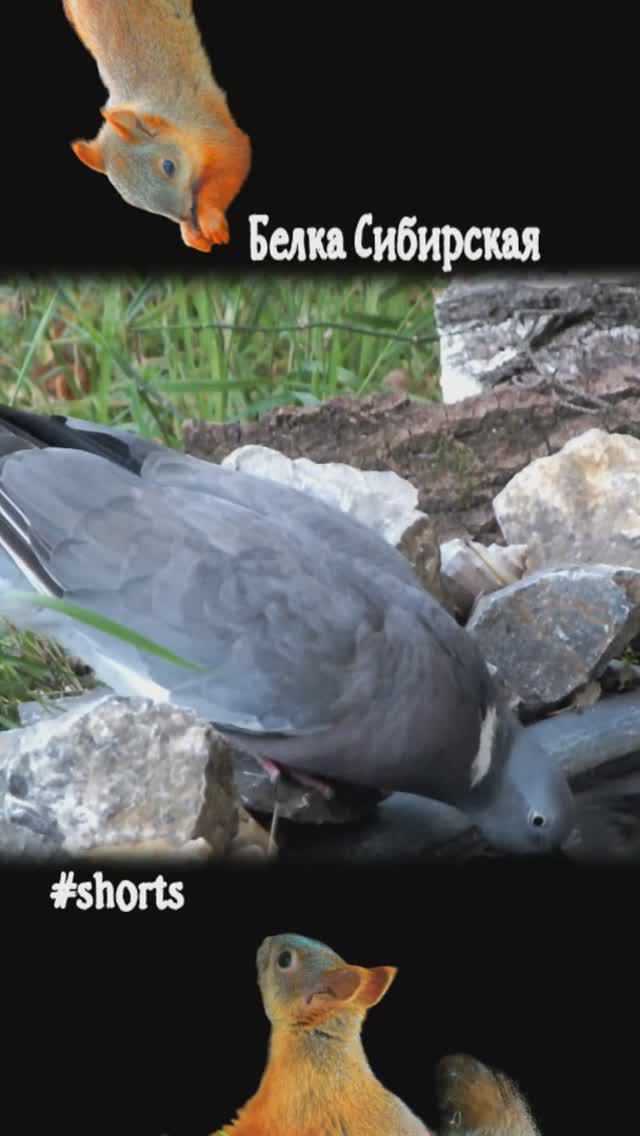 Вяхирь жадно пьет из пруда