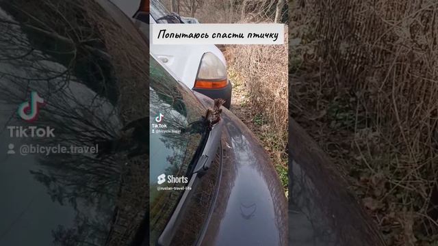 Как спасти птичку