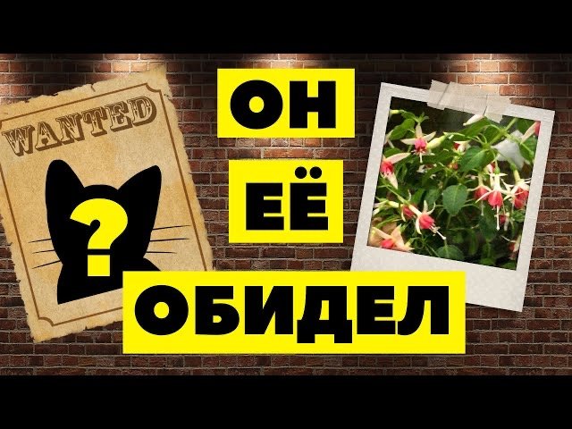 Зимовка фуксий в прикопе. Мелкашка Пегги и Безымяшка