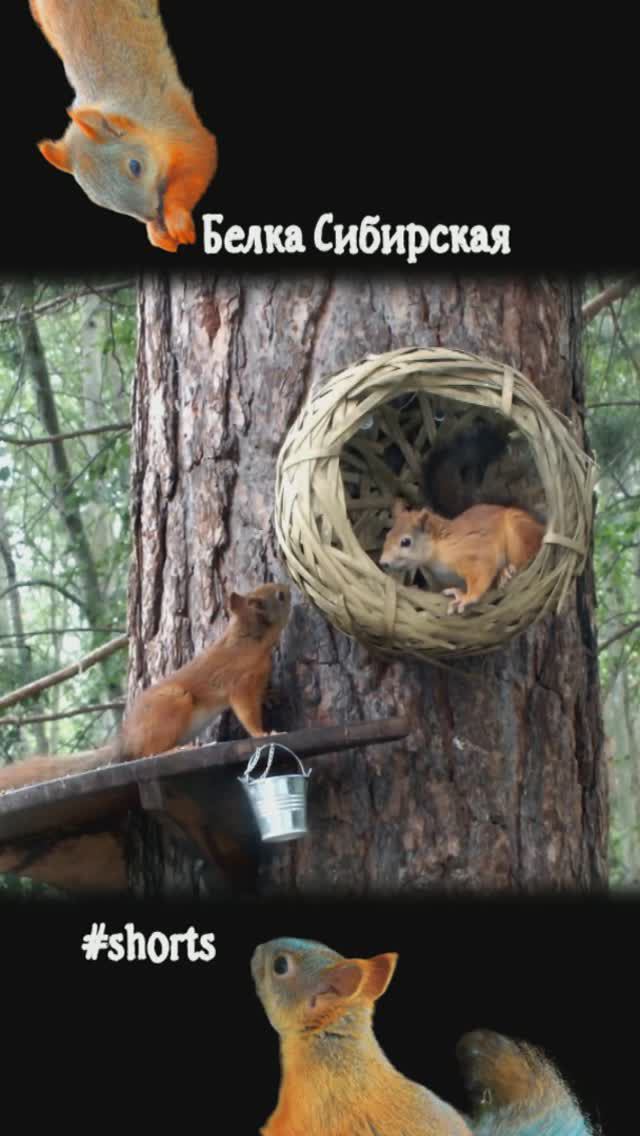 Две белки на кормушке увидели друг друга