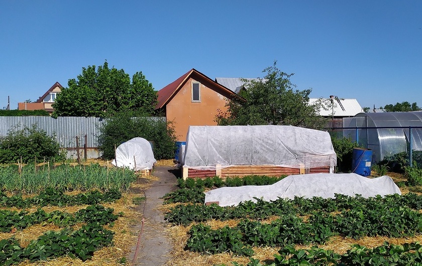 Мой огород 20.07.22 г..mp4