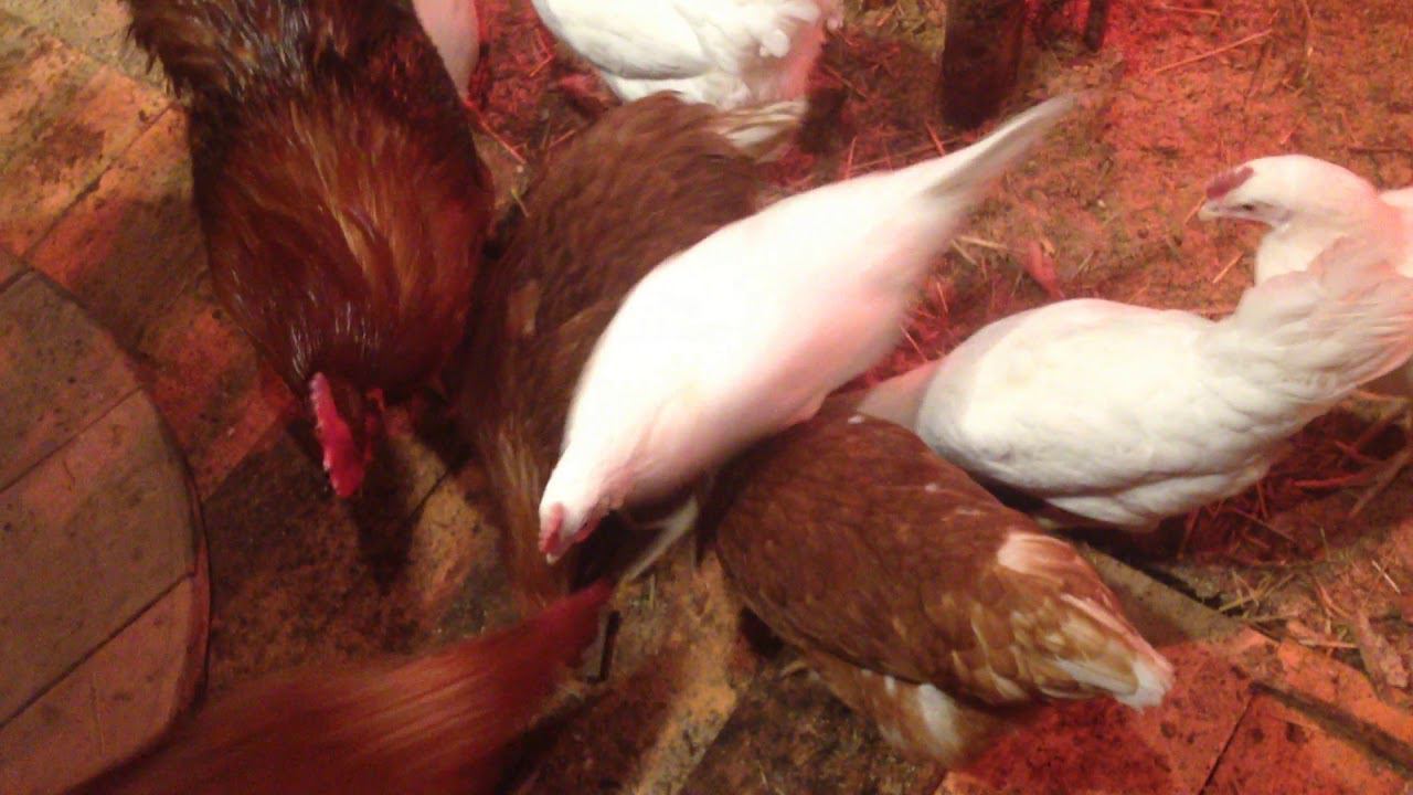 Жилплощадь в нашем курятнике расширяется 08.04.2019 год