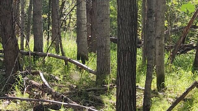 Охота на медведя в Магадане