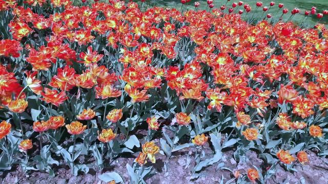 2021 июнь александровский сад цветы