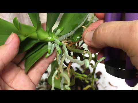 Орхидеи Отделяем две детки от маточника и разделяем их между собой