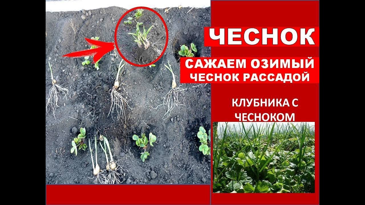 Как Сажать ЧЕСНОК Озимый Весной Рассадой ✔️ СПОСОБ ПОСАДКИ ЧЕСНОКА на грядку с Клубникой Видео