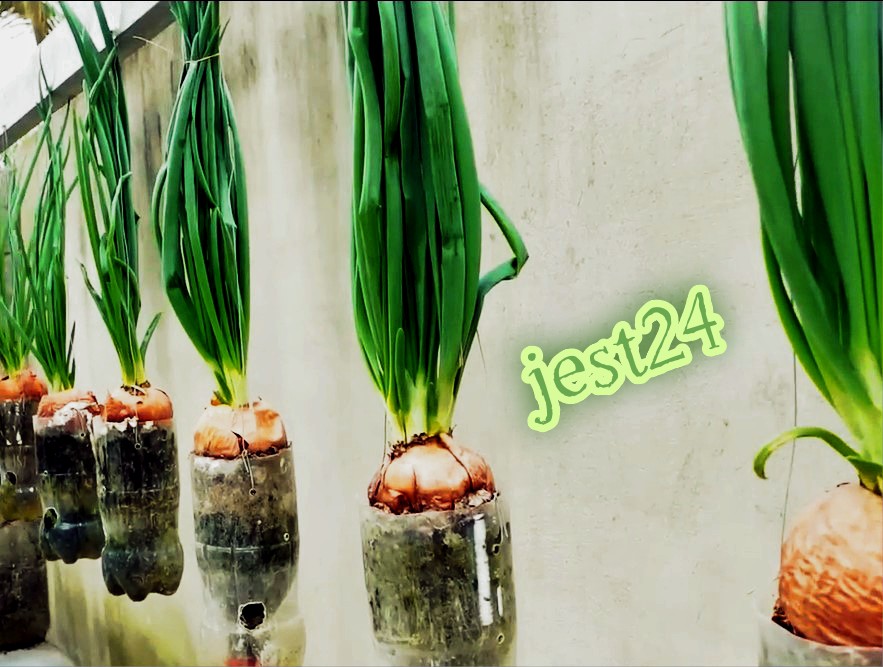 Выращивание лука с помощью пластиковых бутылок