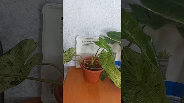 #ВОПРОС?#ФИЛОДЕНДРОН Параисо Верде так и должен расти зимой? Или это потеря #сорта ? #растения ?