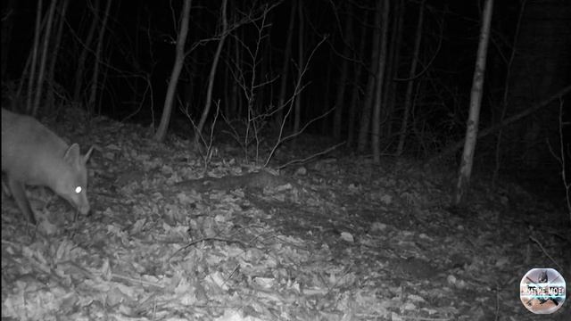 Лиса боится, но пытается достать корм на камеру.Камера на лесной поляне Съёмка на фотоловушку в лесу