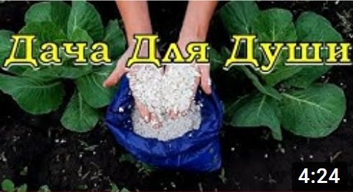 ЯИЧНАЯ СКОРЛУПА - польза или вред?