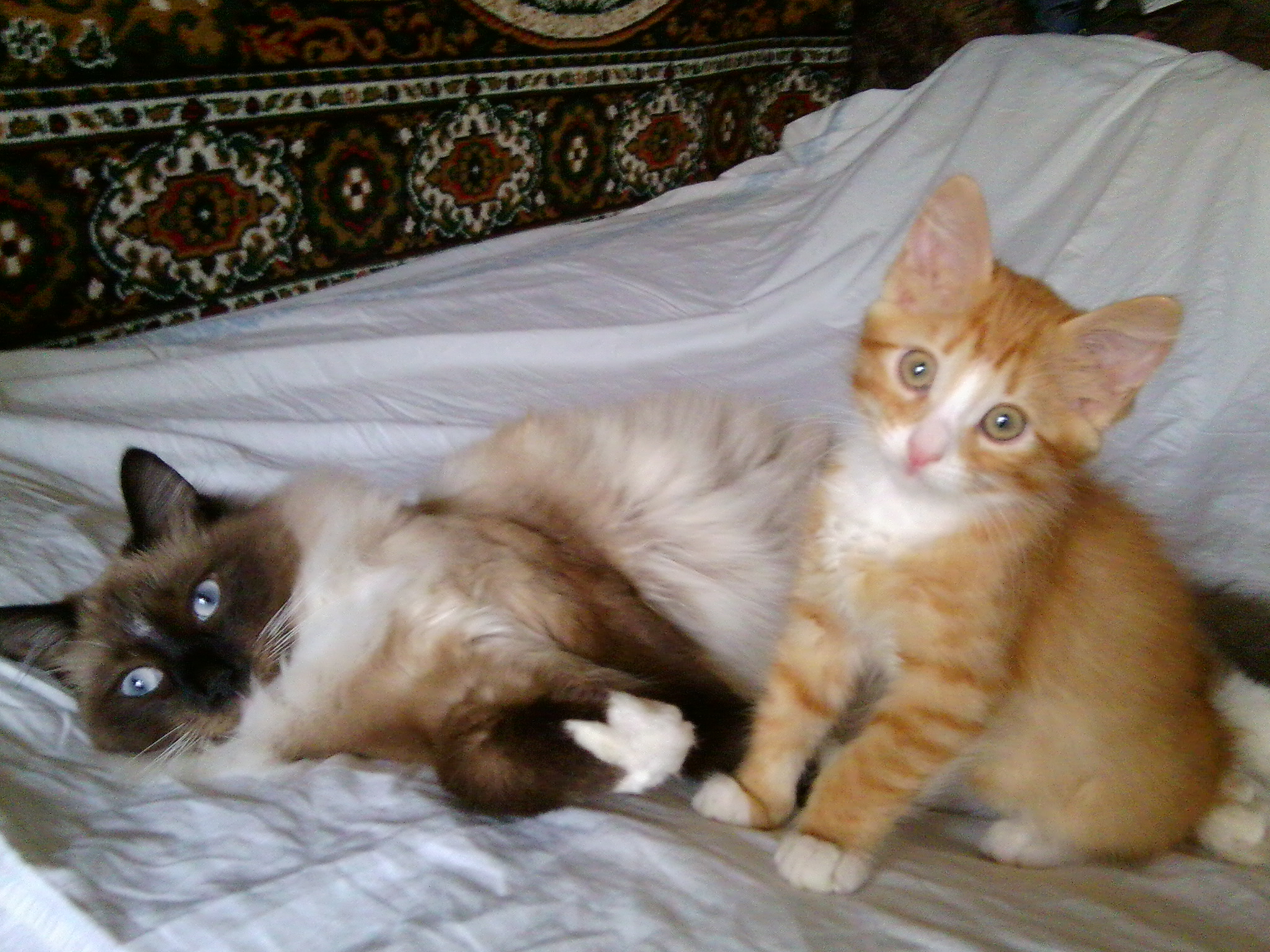 Бася очень любит Рыжу (из серии "НАШ ЗООПАРК)