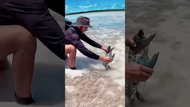 Гигантский крабик