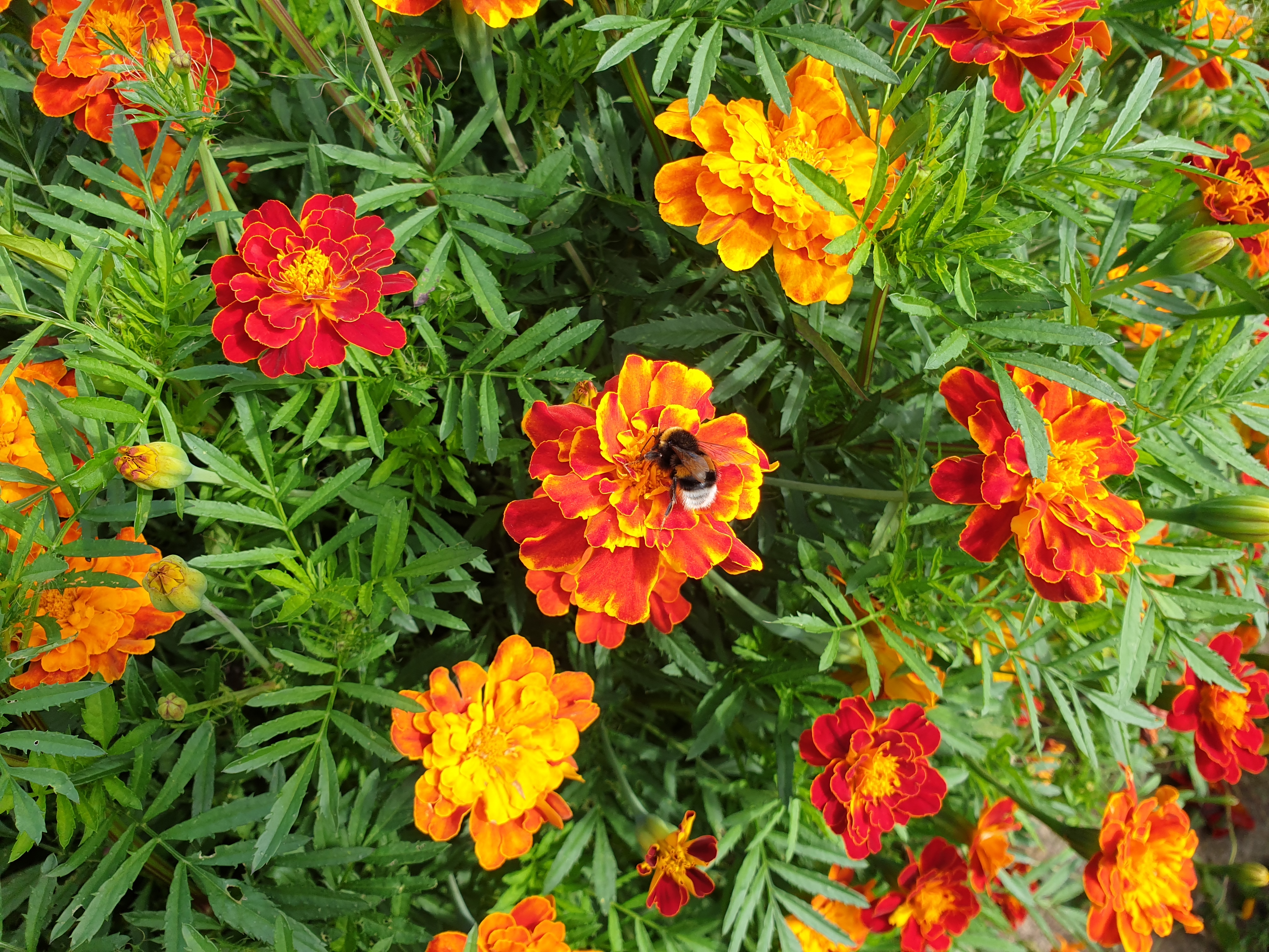 Семена в кипятке! Крах или нет?!