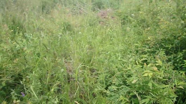 Короткая зарисовка Сибирь, сезон сбора жимолости