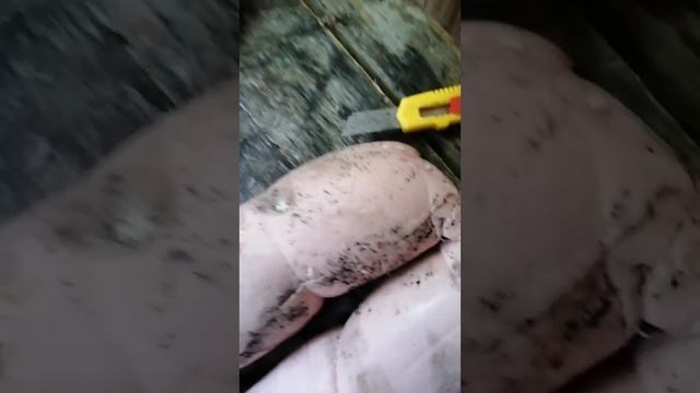 Будет-не будет, будет-не будет :)