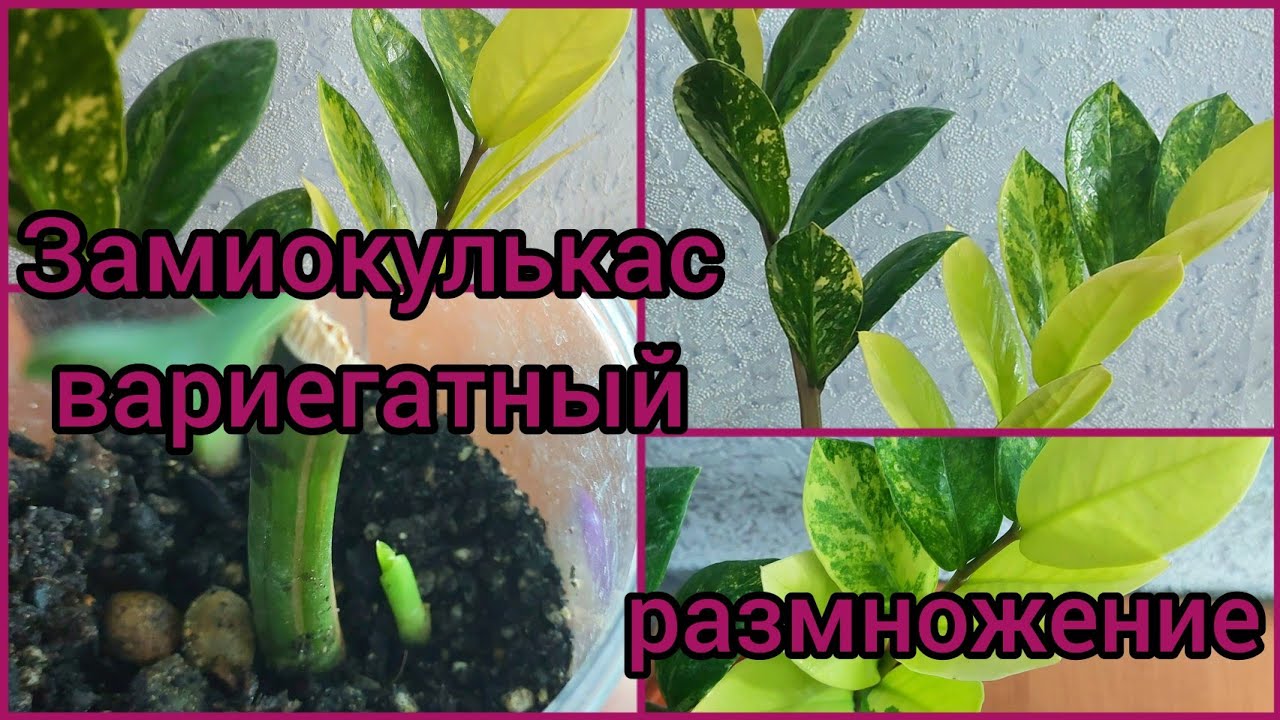Растения реагируют на наши мысли? #ЗАМИОКУЛЬКАС вариегатный #размножение ? #цветы #растения
